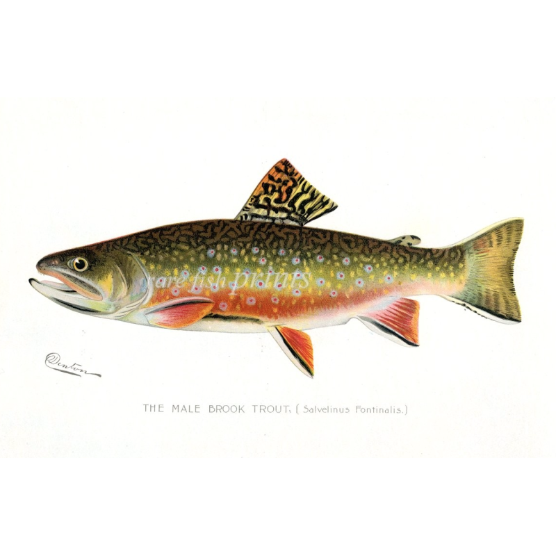 Denton Male Brook Trout or Salvelinus Fontinalis