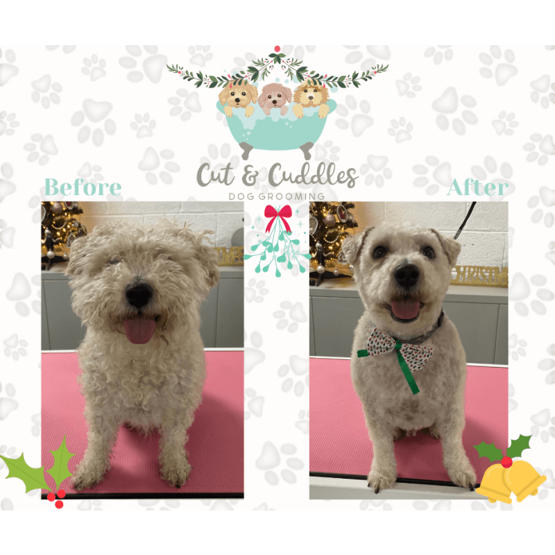 Cuts and hot sale cuddles dog spa