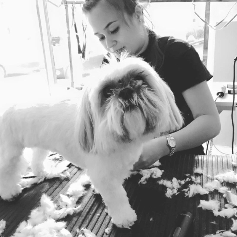 Dogmatics Fur Grooming Styles Liverpool Dog Cat Grooming Yell