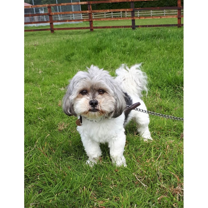 kennels and cattery near me