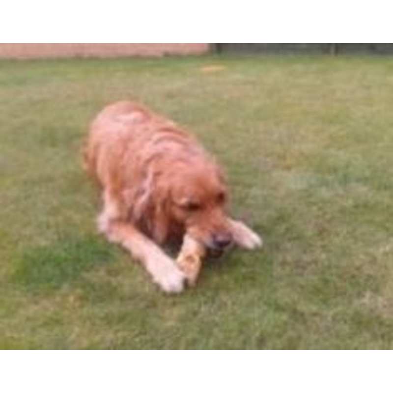 doggy daycare solent