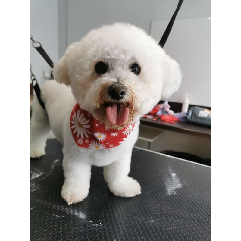 pampered pooches mobile dog grooming
