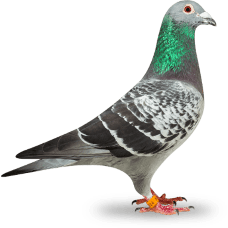 cosworth pigeon corn