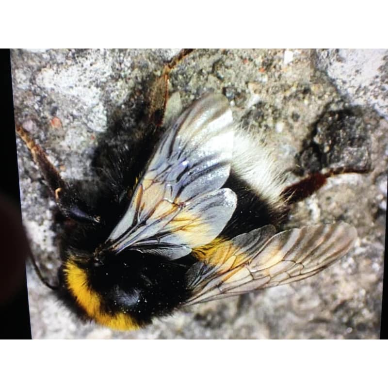 Bee Pest Control Nottingham Pest Control