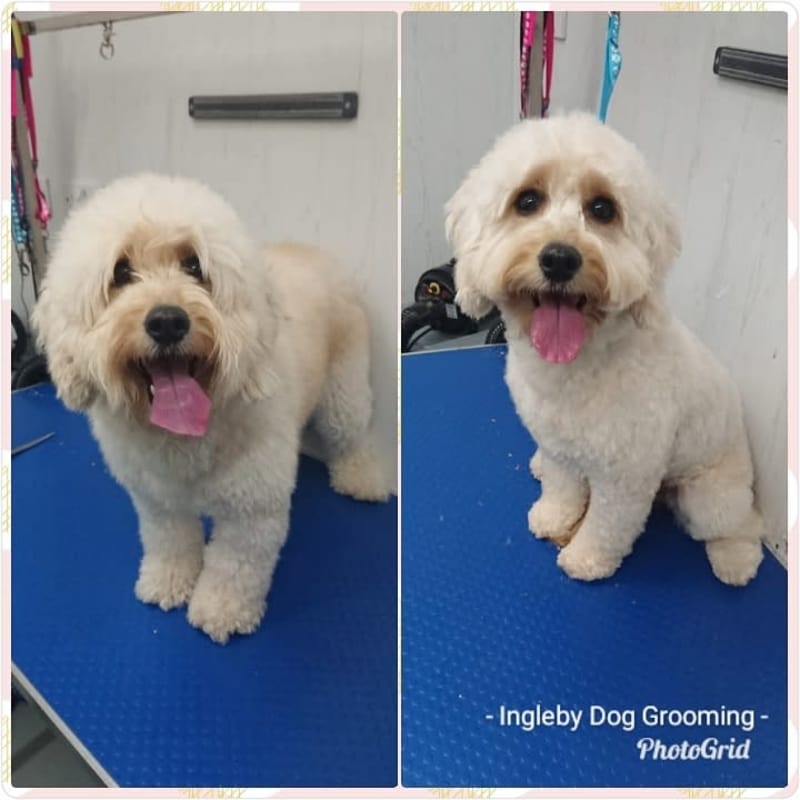 Ingleby dog outlet grooming