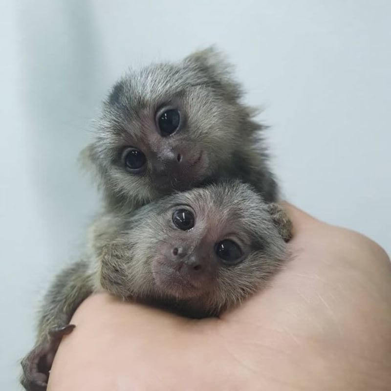 finger monkey pet uk