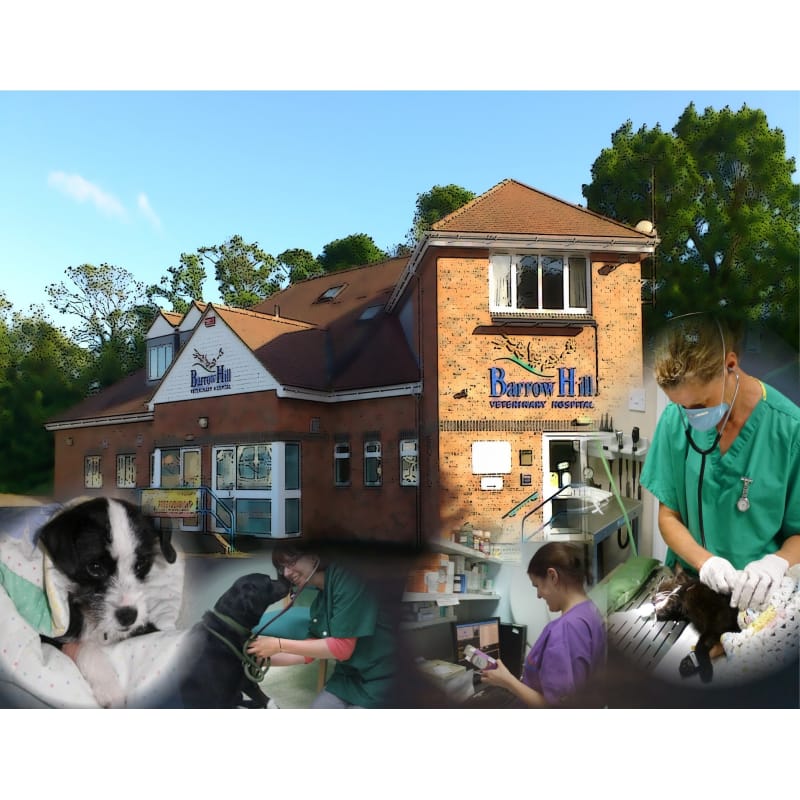 Barrow Hill Veterinary Hospital Ashford Vets Yell