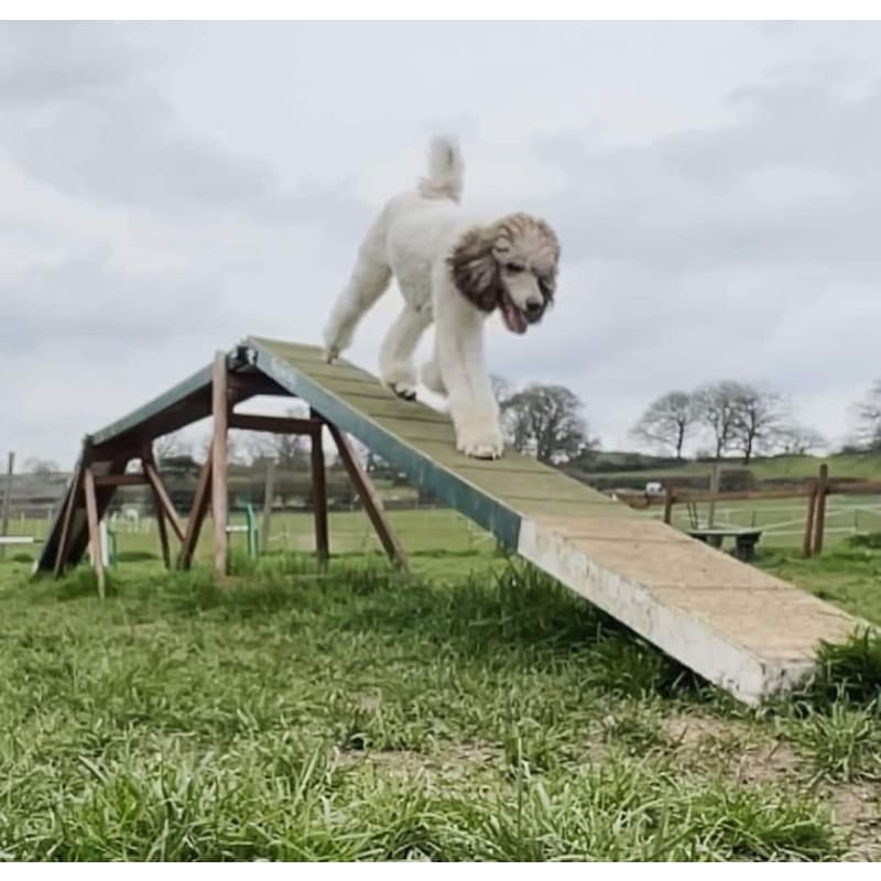 Seesaw store dog rehoming