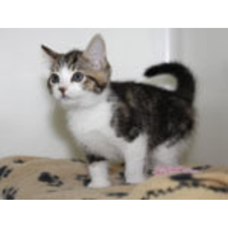 kingston maurward cats