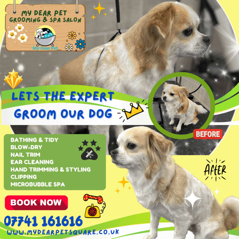 Green dog best sale microbubble pet spa