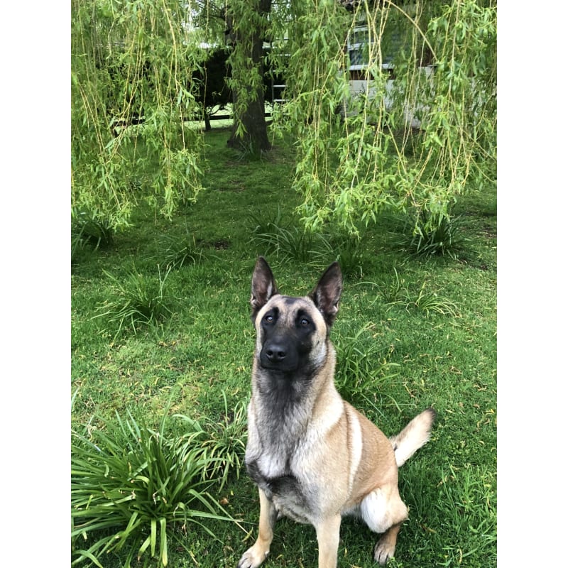 Meadow view clearance boarding kennels