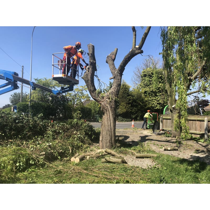 Oakwood Tree Surgeon Garden Services Grimsby Tree Surgeons Yell
