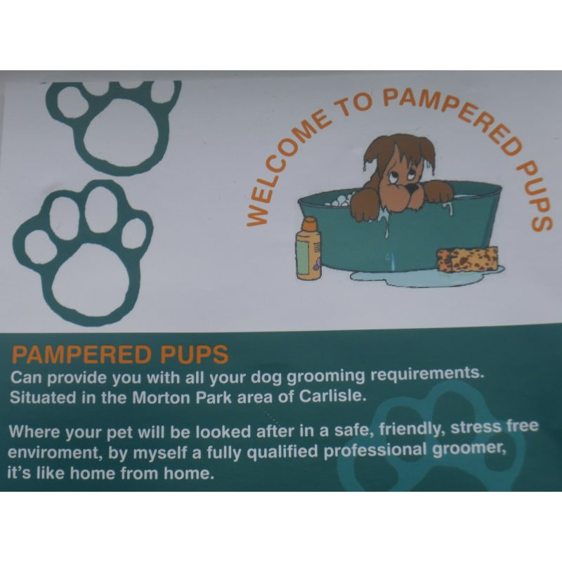 Pampered best sale puppies grooming