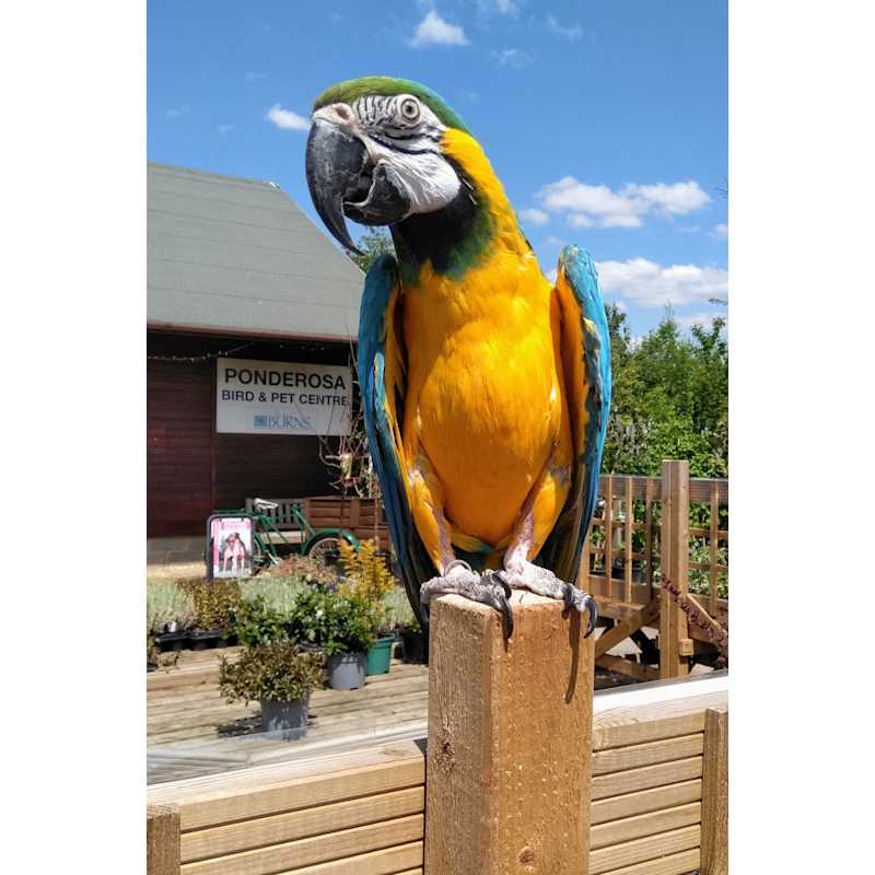 ponderosa bird & pet centre ltd