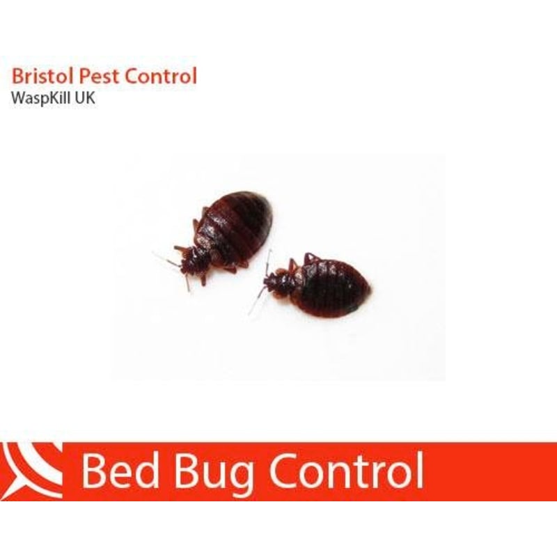 The Buzz on Best Pest Control In Bristol