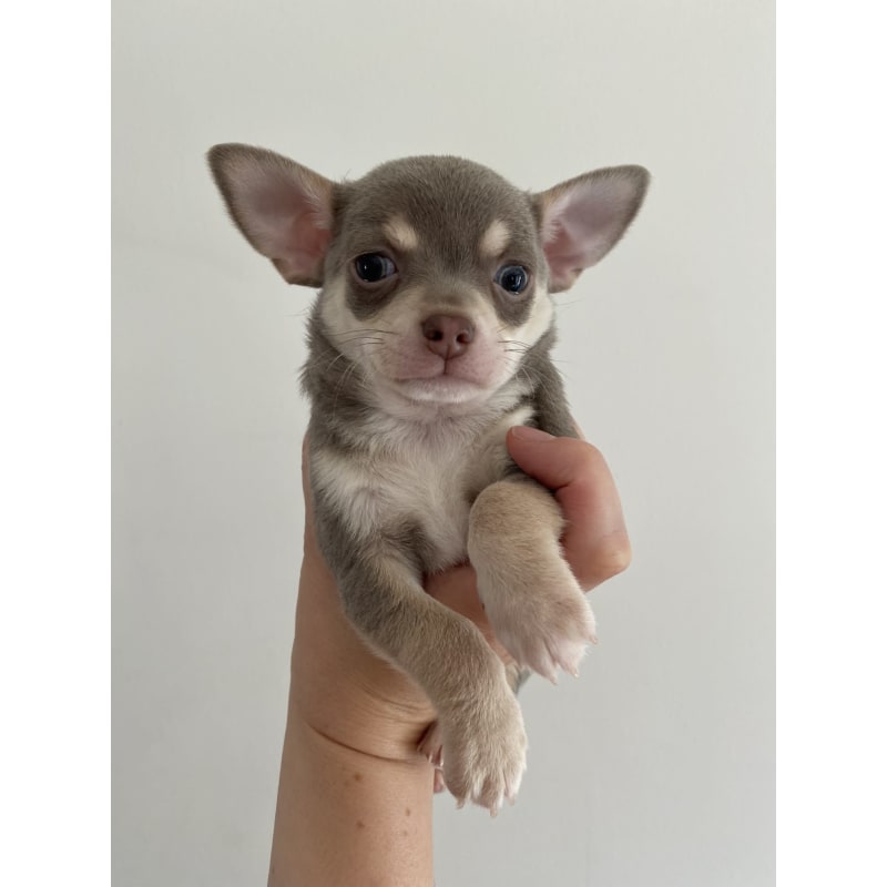 Lilac tri hot sale chihuahua