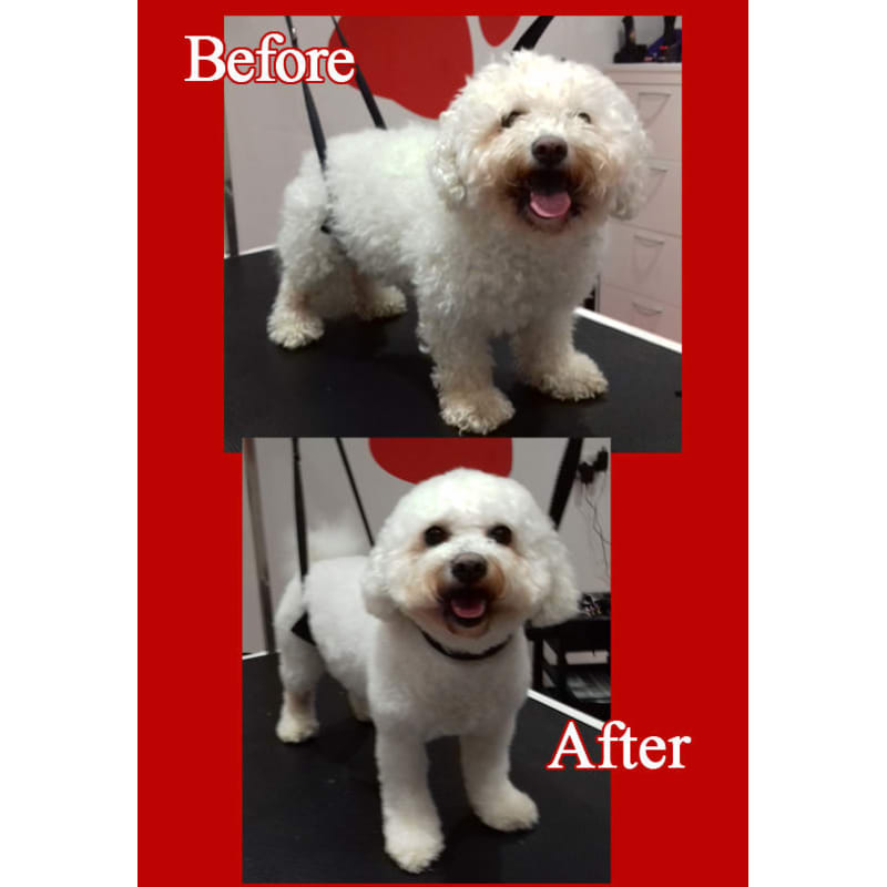 Red rover best sale dog groomer