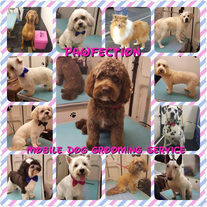 Pawfection mobile dog sales grooming