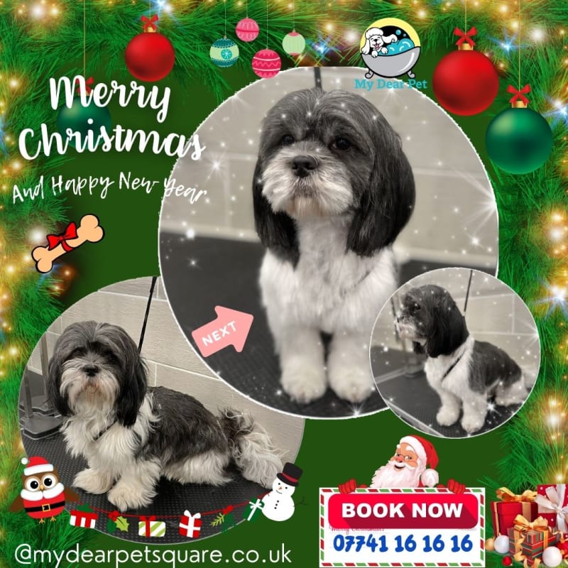 SHIH TZU – DearPet