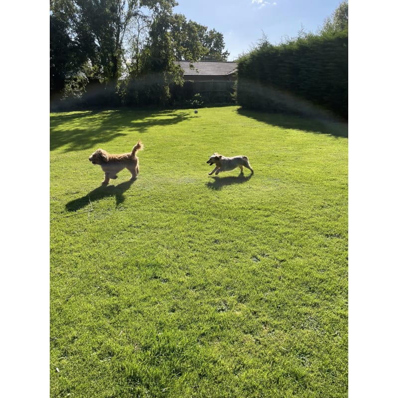 Tudor hotsell lodge kennels