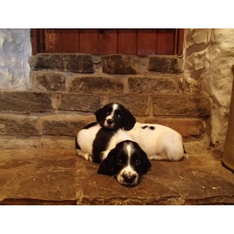 Housty kennels puppies for sales sale