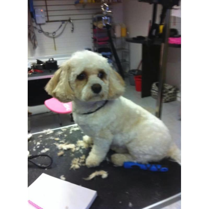 Laura's Dog grooming services Ilfracombe