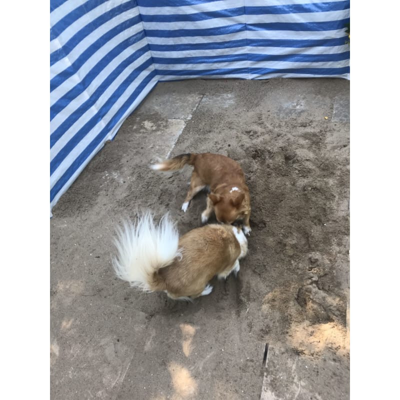 Mutlins Dog Boarding Pontypool Boarding Kennels Yell