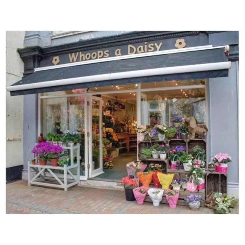 Whoops A Daisy Flowers Best Flower Site