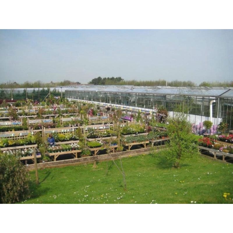 Plants Plus Garden Centre Fasci Garden