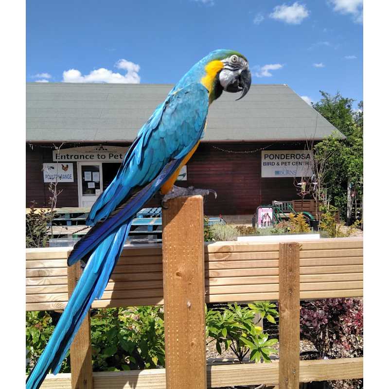 ponderosa bird & pet centre ltd