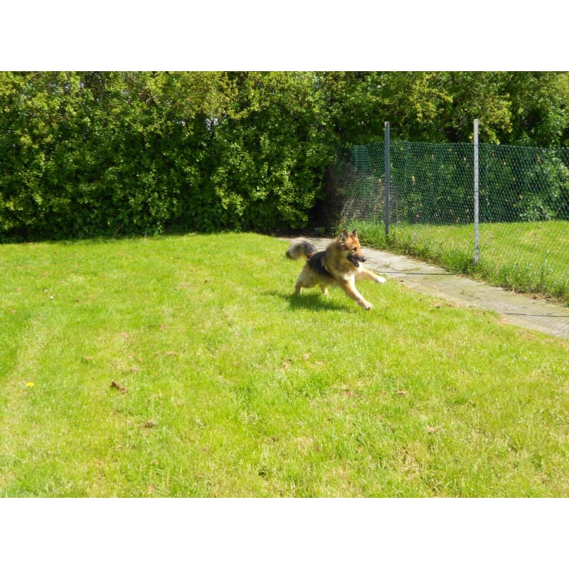 Saxilby Boarding Kennels, Lincoln | Boarding Kennels - Yell
