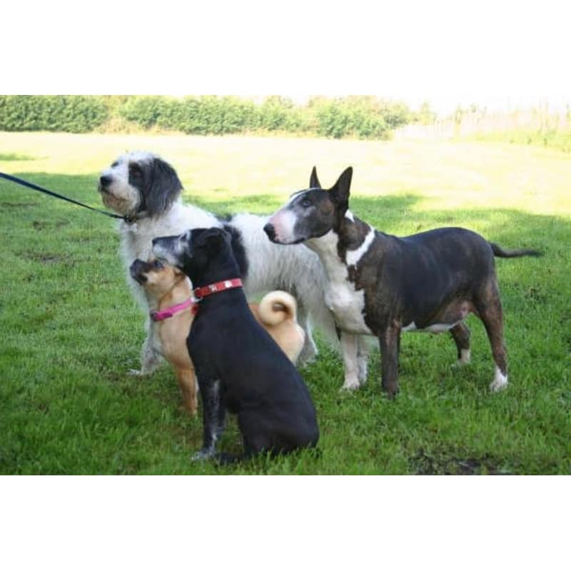 hilbrae dogs for rehoming