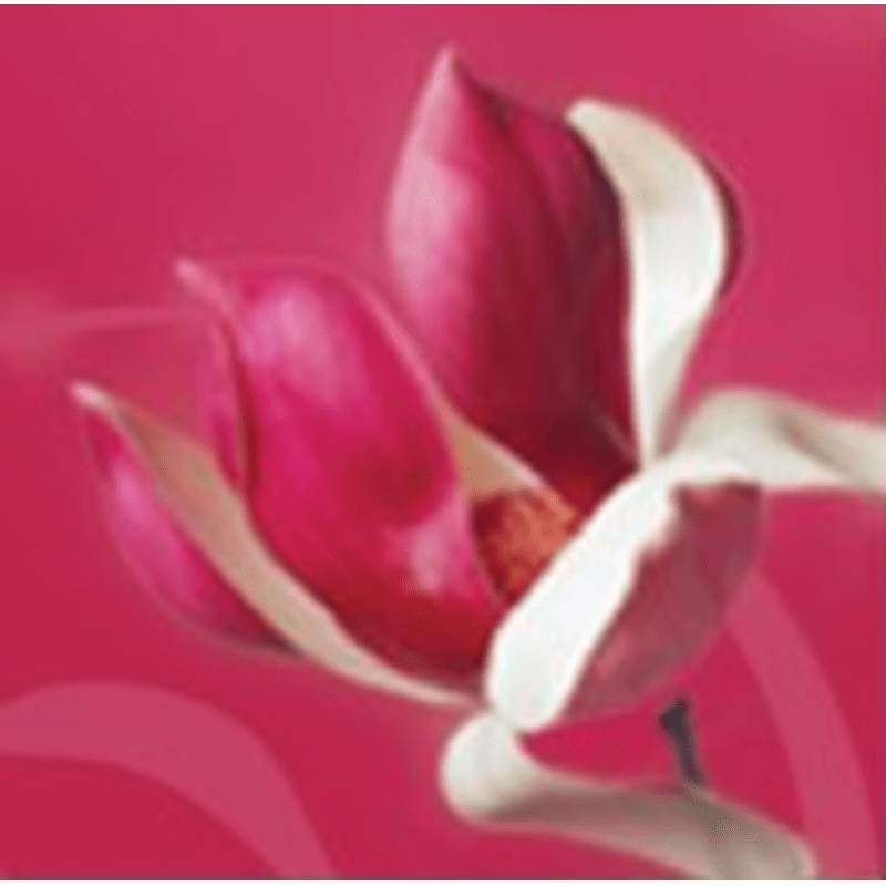 Flower Delivery Launceston Cornwall Best Flower Site