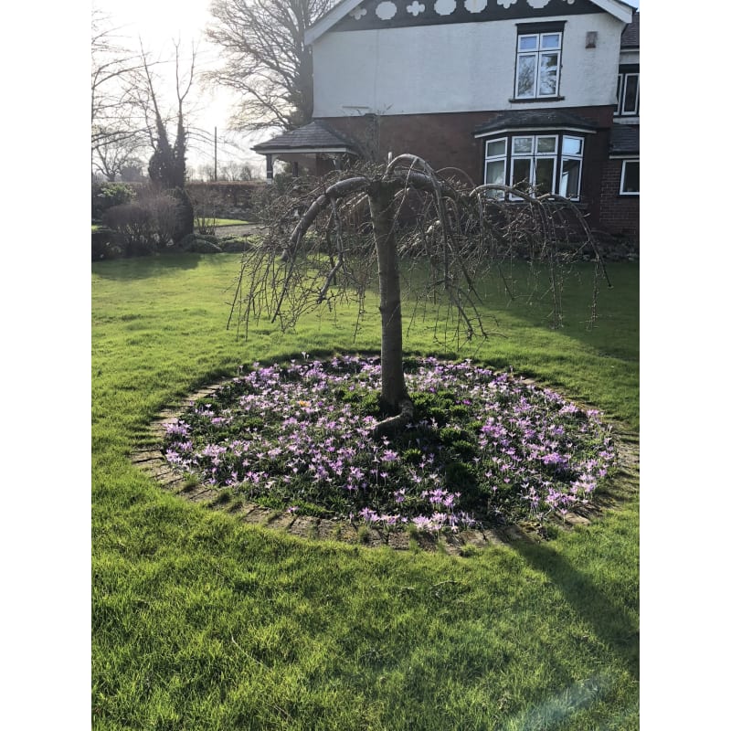 Bloomin Gardens Mold Fasci Garden