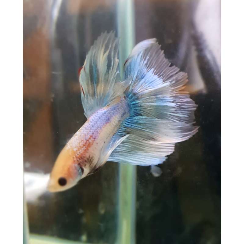 Bert Ernies Aquatic Fish Shop Ltd Stockport Pet Shops Yell