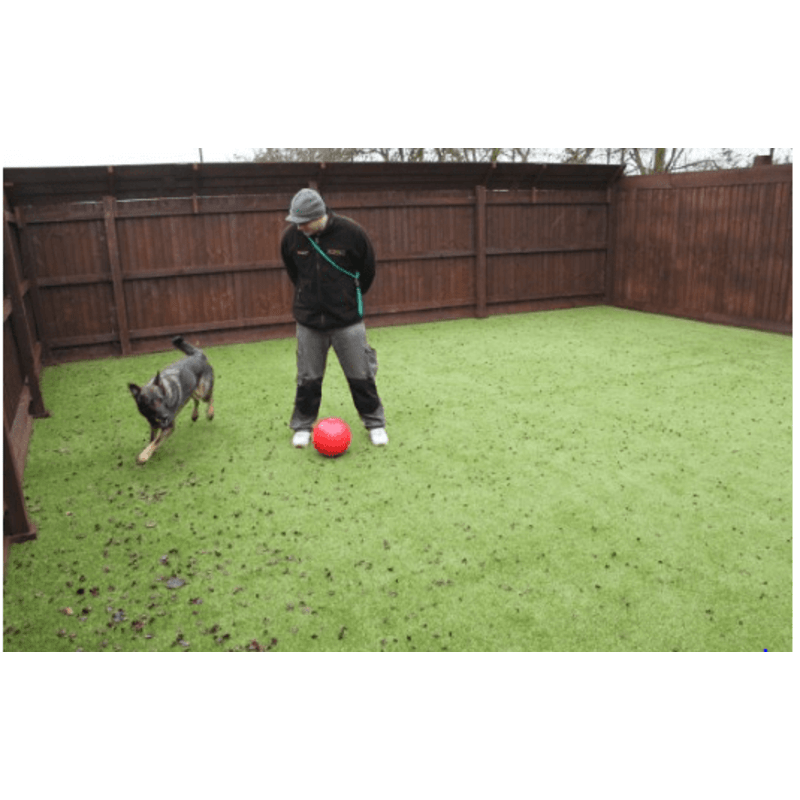 Crossroads kennels hotsell dog training