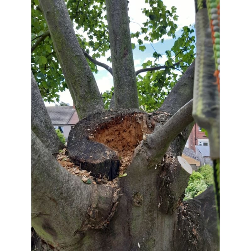 Joe Logs Tree Surgery Mansfield Tree Surgeons Yell