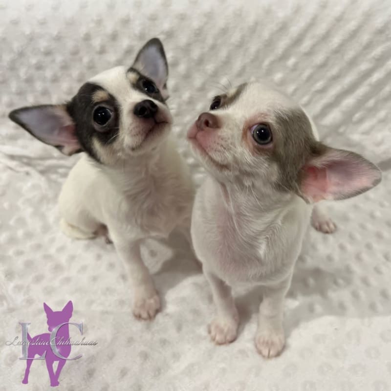 Local sales chihuahua breeders