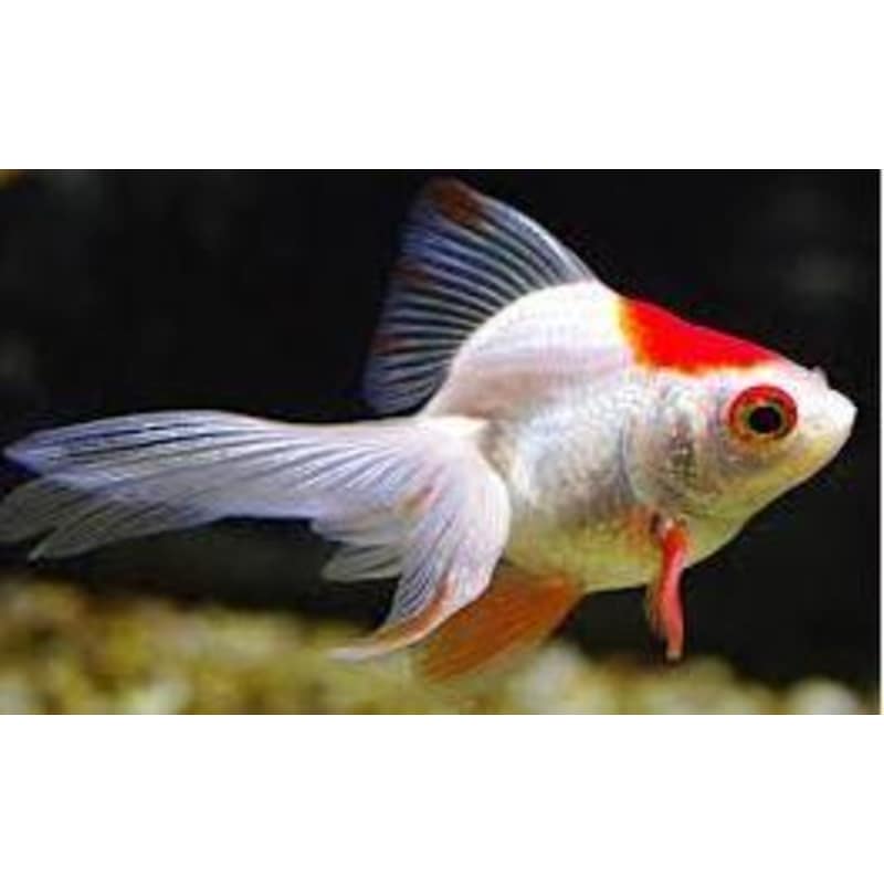 The Fish Bowl Birkenhead