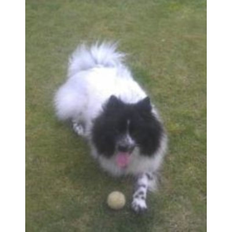 doggy daycare solent