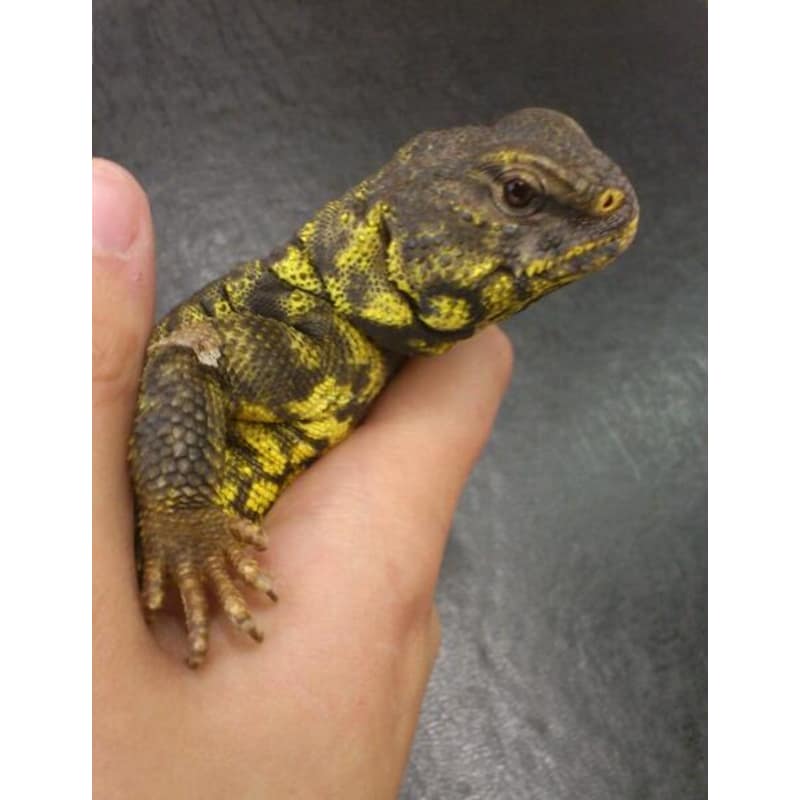 Repxotics Shepton Mallet Pet Shops Yell Repxotics Shepton Mallet Pet Shops Yell