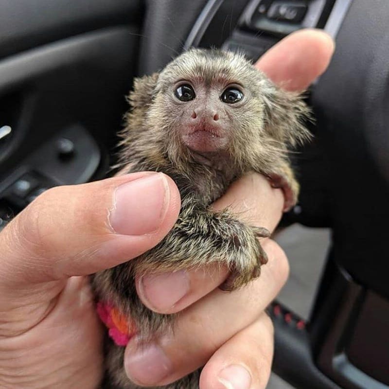 We have two beautiful pygmy Marmoset Monkeys for re-homing, one male one female. They are actually very adorable and playful but also loves to relax. if you're interested I will be willing to send additional information on how to to get either both or one of them.
