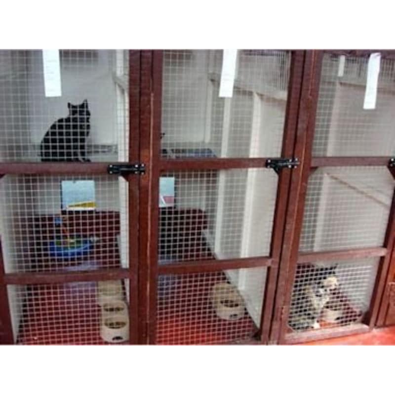 Kingstown Kennels Cattery Billericay Boarding Kennels Yell