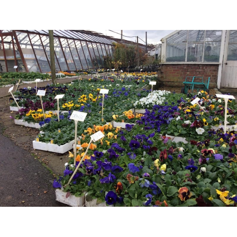 Shane S Nursery Uxbridge Garden Centres Yell