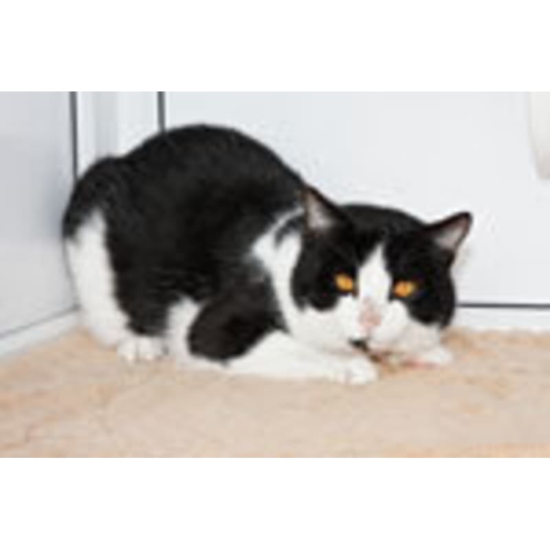 kingston maurward cats