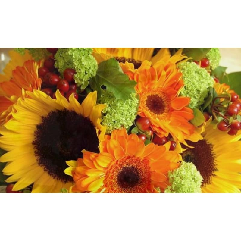 Oops A Daisy Flowers Limited Cirencester Best Flower Site