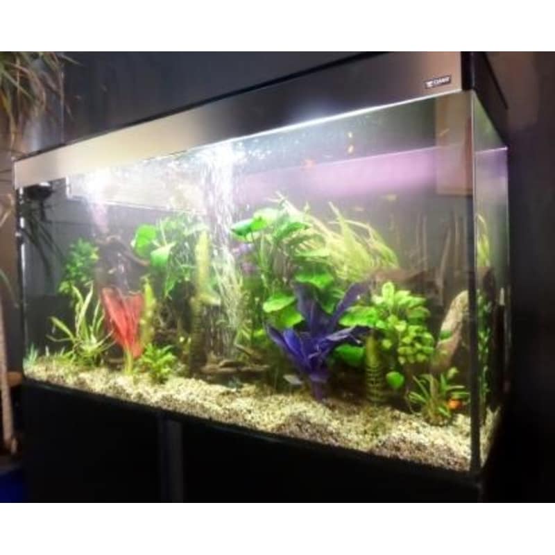 88 Aquarium Design Glasgow HD Terbaik