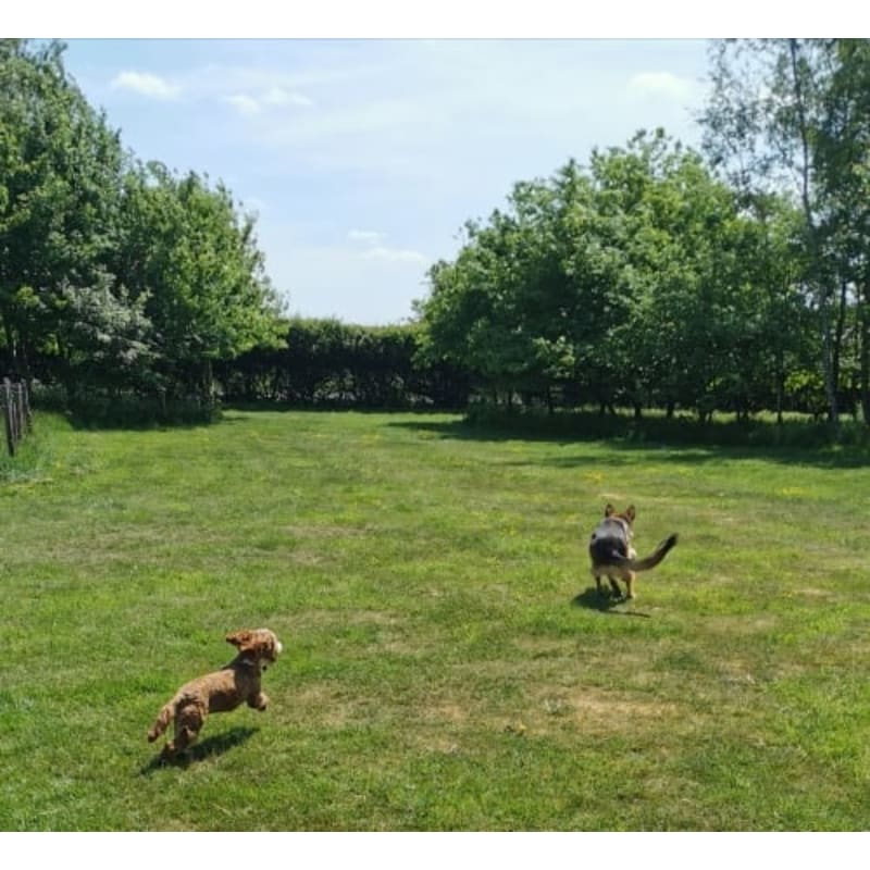 Field shop house kennels