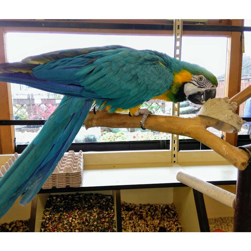 ponderosa bird & pet centre ltd