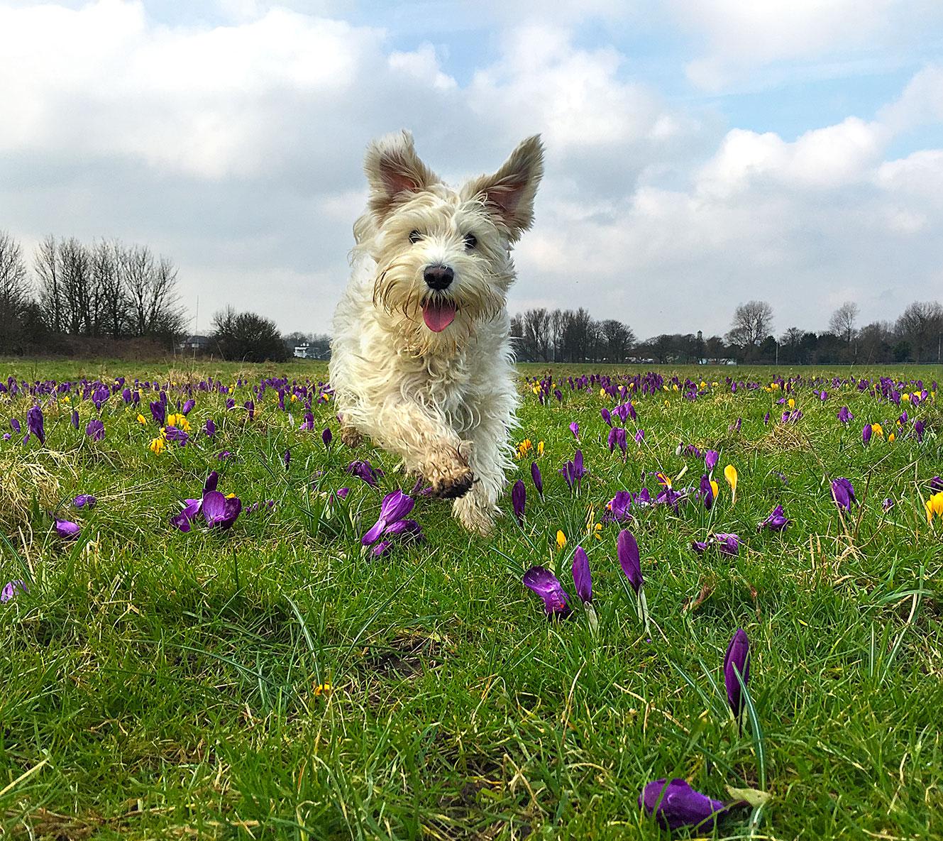 Take The Lead - Professional Dog Walking & Pet Services In Blackpool | Blackpool FY1 5FG | +44 7766 220024